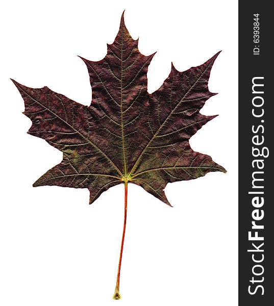 Maple leaves on the isolated white background