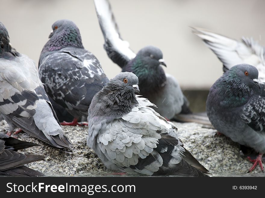 Photograph of the resting Pigeons