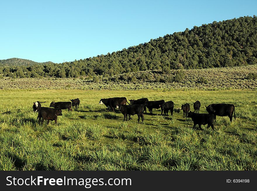 Herd of cows on a grassy field