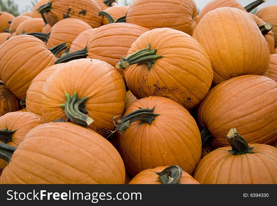 Ripe Pumpkins stacked in a pile. Ripe Pumpkins stacked in a pile
