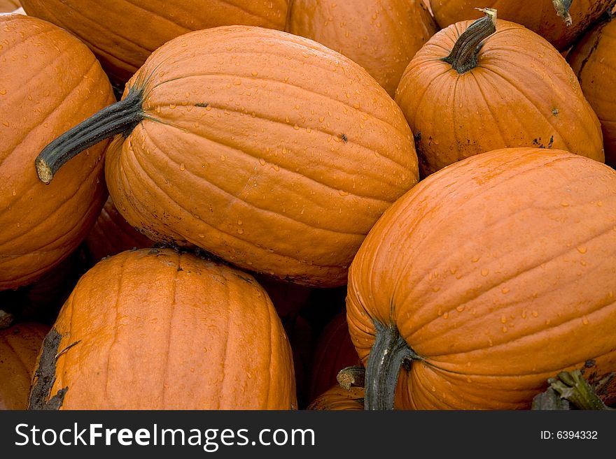 Ripe Pumpkins stacked in a pile. Ripe Pumpkins stacked in a pile