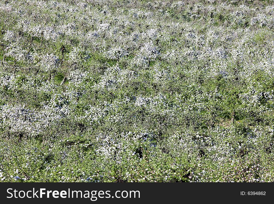 Photograph of orchards in spring