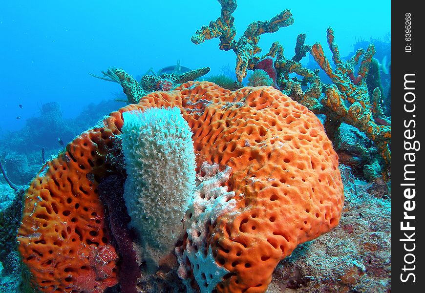 Vase Sponge And Orange Coral