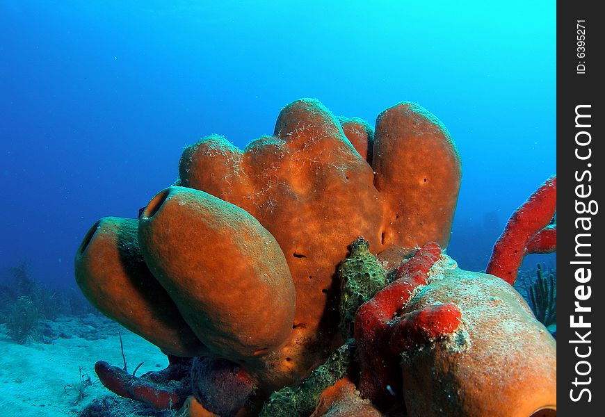 I see this type of sponge all the time at different depth and is common in south Florida , the Bahamas and the Caribbean. I see this type of sponge all the time at different depth and is common in south Florida , the Bahamas and the Caribbean.