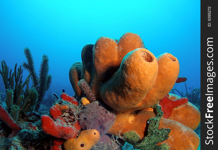 A variety of colorful coral around this tube sponge. This is very common in south Florida , the Bahamas and the Caribbean.