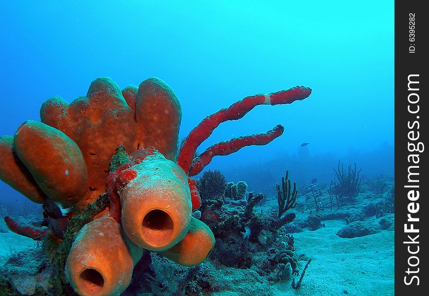 This tube sponge is very common in south Florida , the Bahamas and the Caribbean.