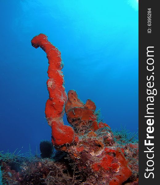 This red sponge is standing tall. It is very common in south Florida , the Bahamas and the Caribbean.