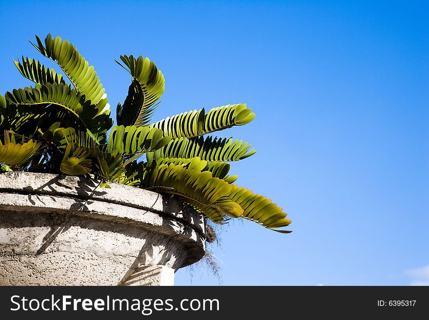 Tropical planter set against blue sky. Tropical planter set against blue sky