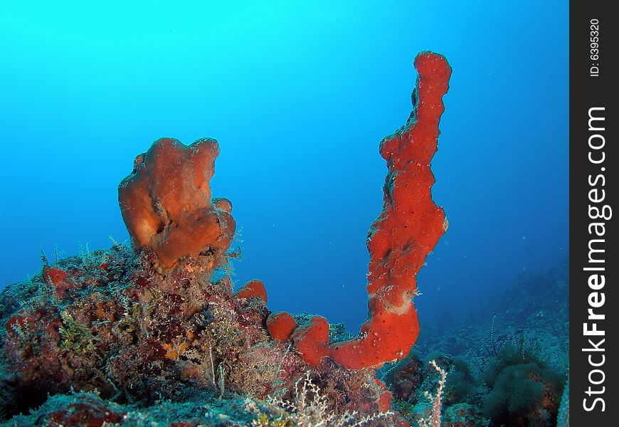 This red and tube sponge are very common in south Florida , the Bahamas and the Caribbean. This red and tube sponge are very common in south Florida , the Bahamas and the Caribbean.