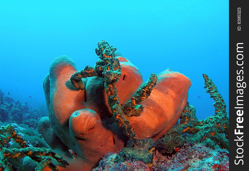 Tube Sponge And Green Finger Coral