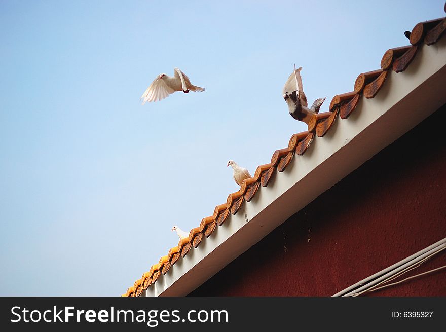 Pigeon fly on a roof