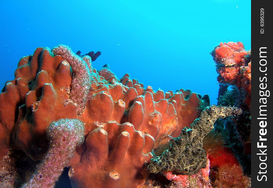 Brown tube sponge is seen all over south Florida at different depth.