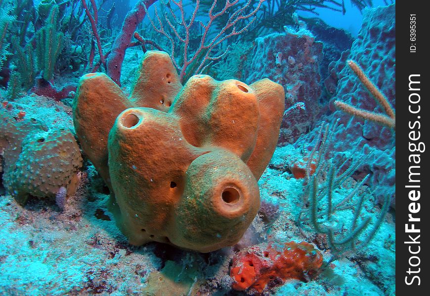 This is tube sponge and is common in south Florida , the Bahamas and the Caribbean.