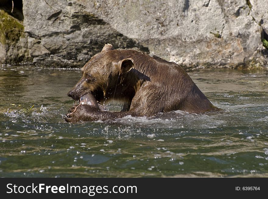Brown Bear consumes his catch-salmon in the Volverine creek in Alaska. Brown Bear consumes his catch-salmon in the Volverine creek in Alaska