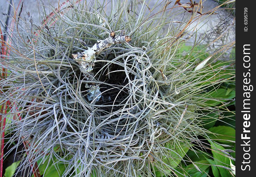 Natural nest in my new garden