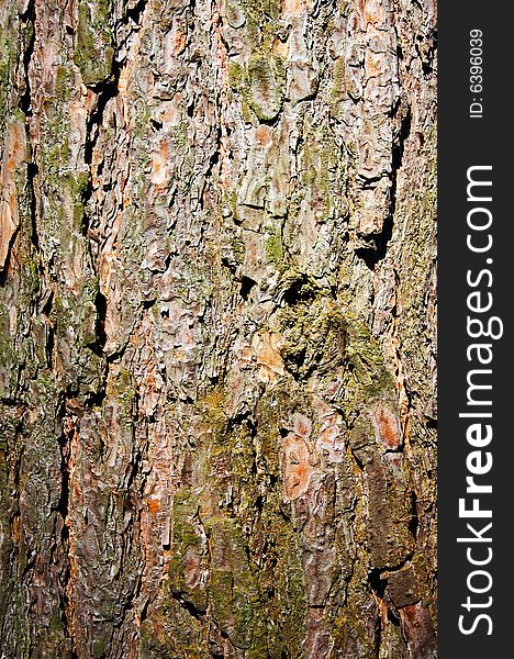 Woods tree bark backgrounds nature