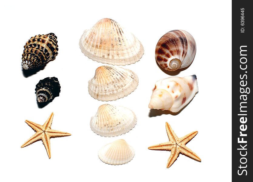 Cockleshells on a white background