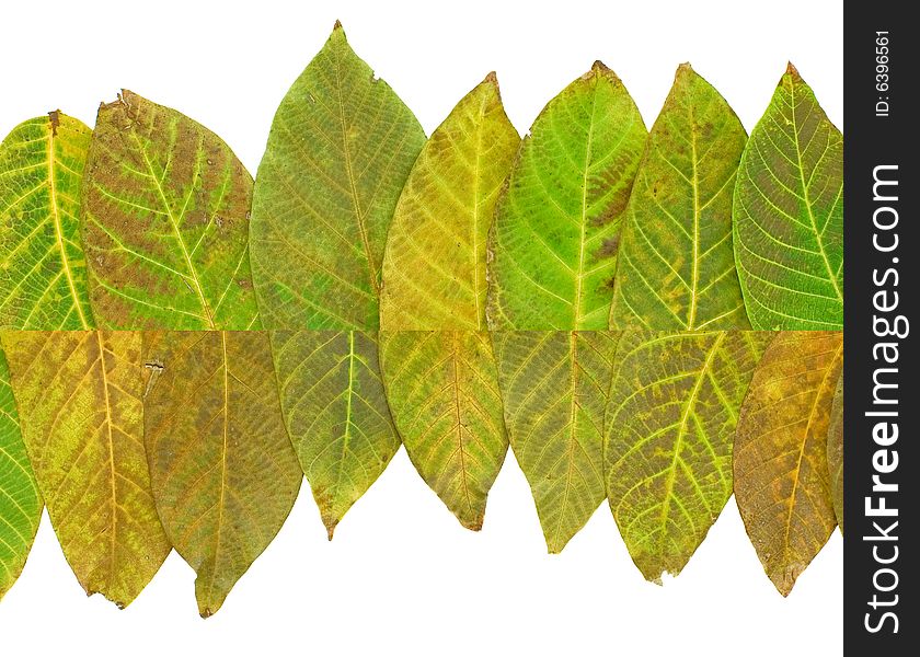 Color leaves background isolated on white