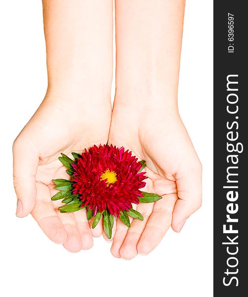 Red Flower In Female Hand