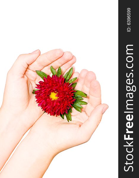 Red flower in female hand isolated on white