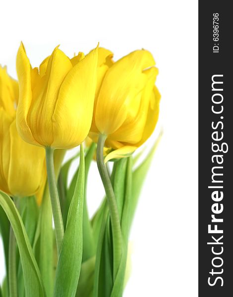 Yellow tulips in a vase