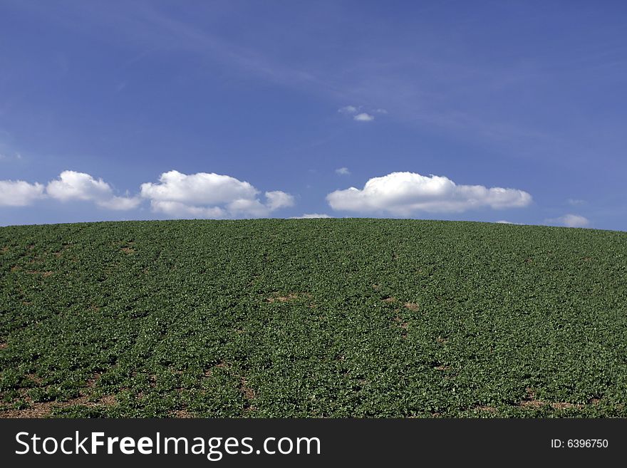 Background of cloudy sky and grass. Background of cloudy sky and grass