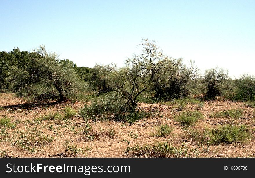 Saxaul (Haloxylon), semi-desert, nature detalis