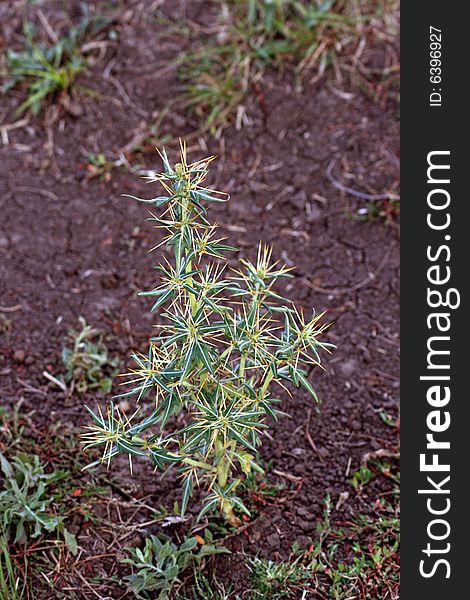 Alhagi, nature detalis, semi-desert vegetation