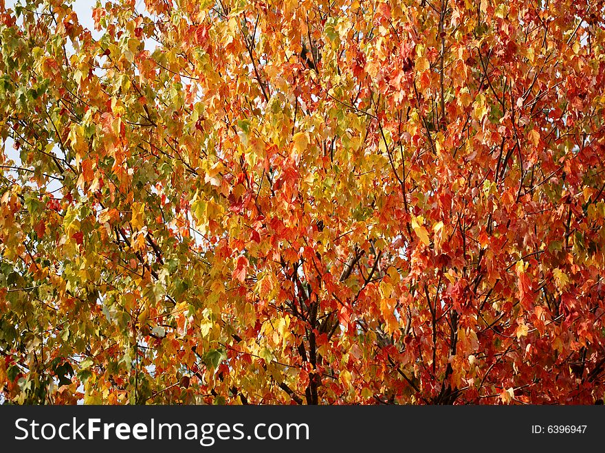 Photograph of colorful autumn leaves.