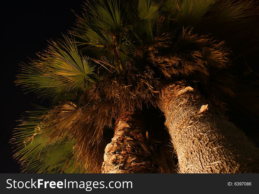 Perspective shot of twin palm trees after dark. Perspective shot of twin palm trees after dark.