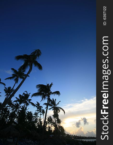 Palmtrees on blue sky evening tropics