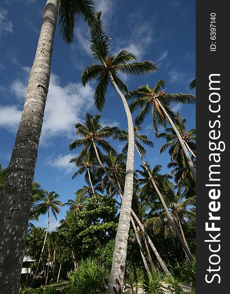 Caribbean palm tree on blue sky. Caribbean palm tree on blue sky