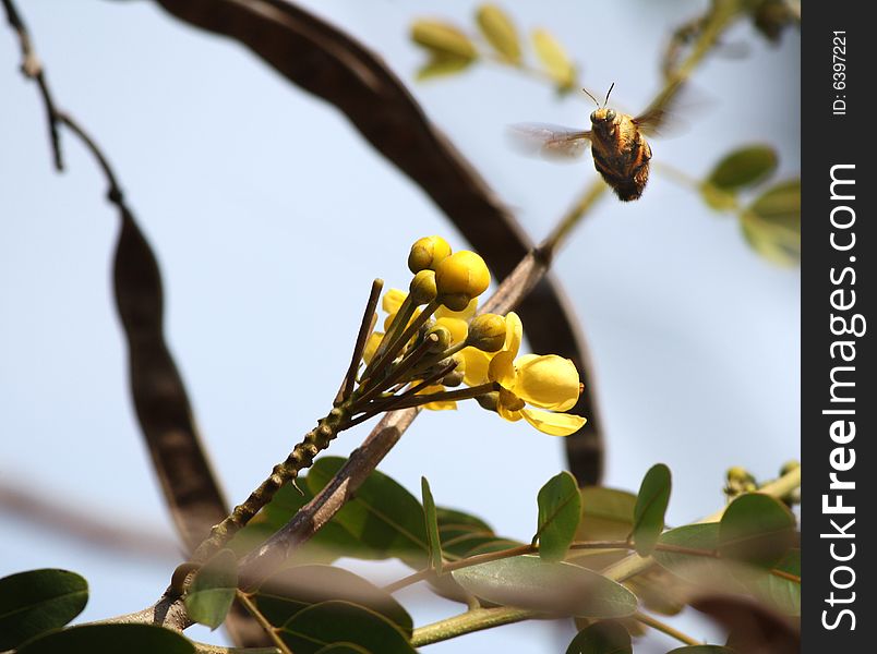 A flying bee and yellow plants