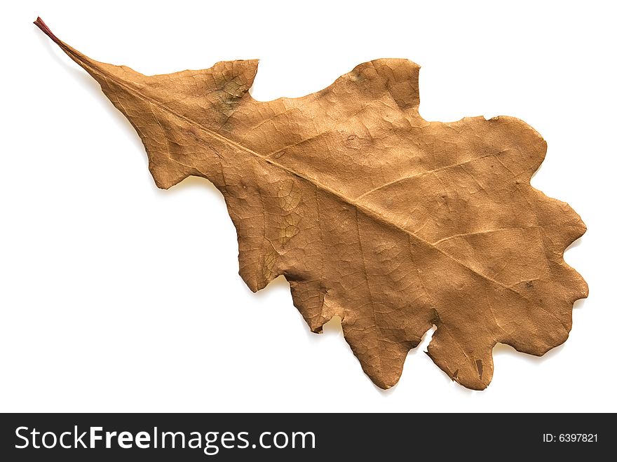 Oak leaf close-up isolated over white background