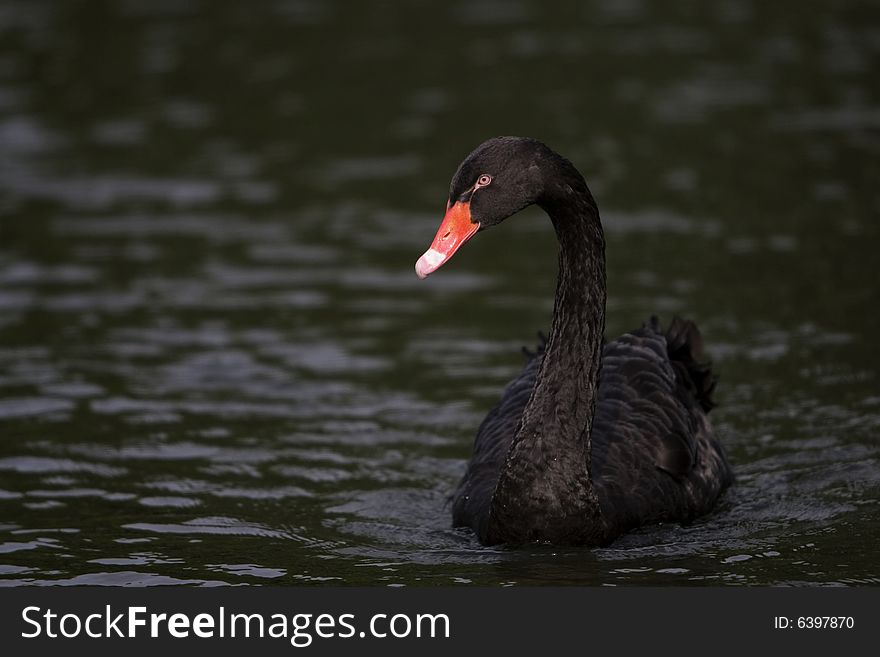 The black swan in the zoo of china