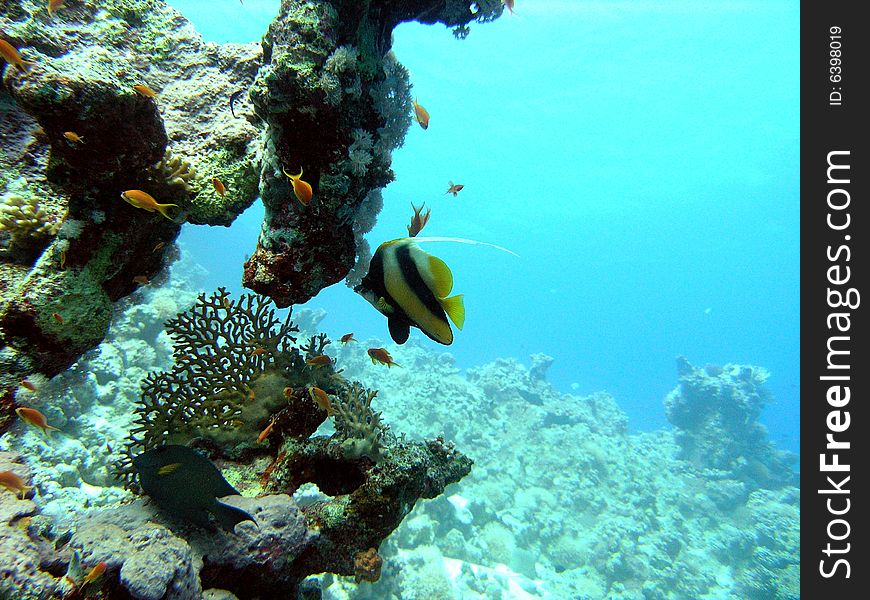 Coral scene in the red sea