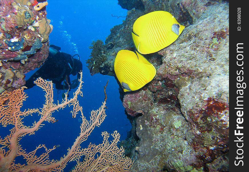 Coral scene in the red sea