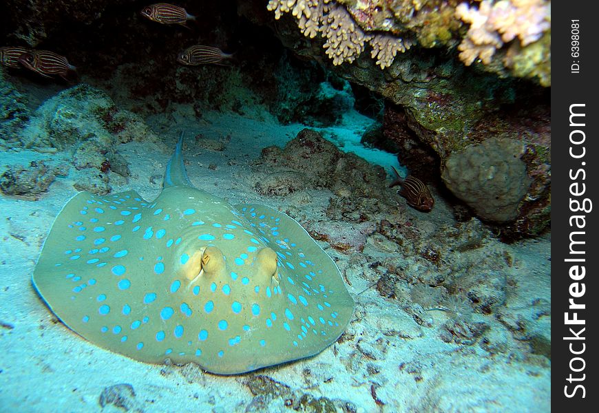 Bluespotted Stingray in the red sea