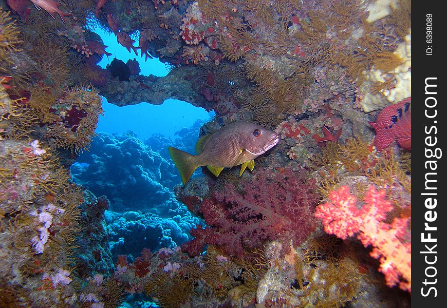 Coral scene in the red sea