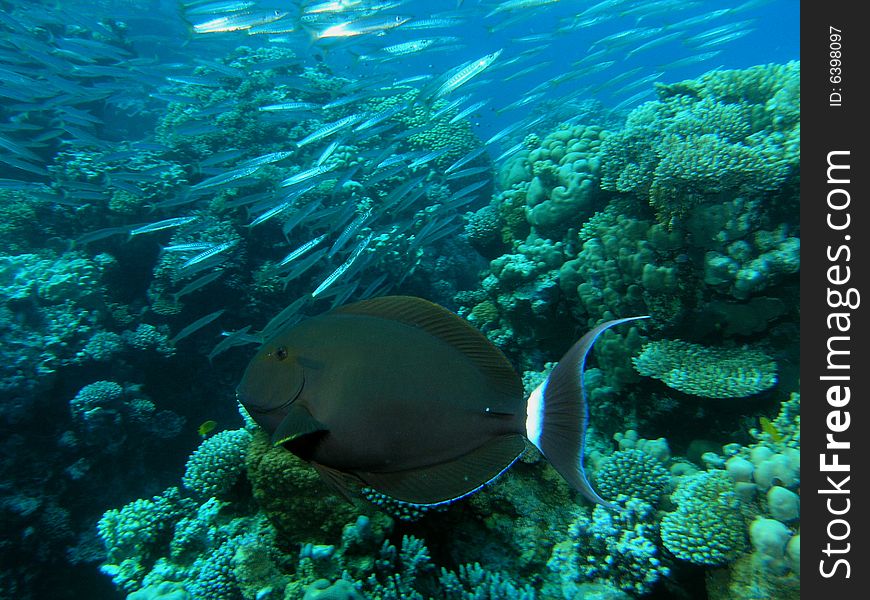 Coral scene in the red sea