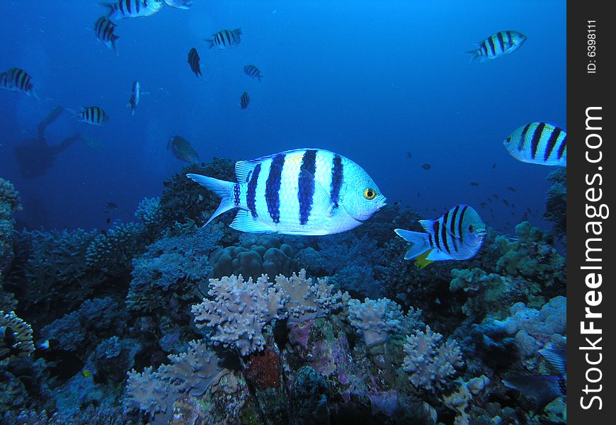 Coral scene in the red sea