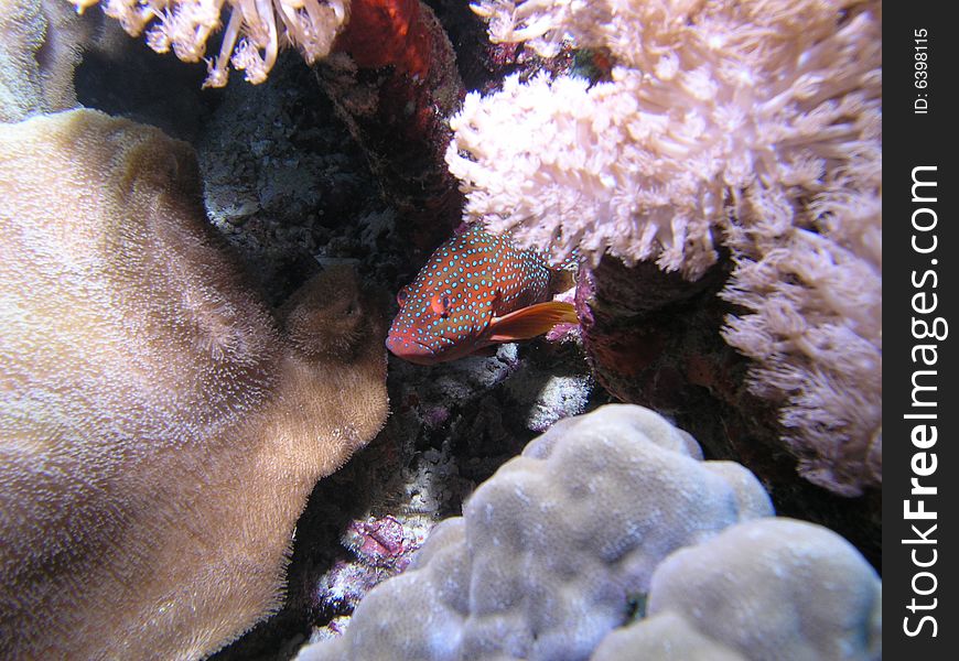 Serranidae in the red sea