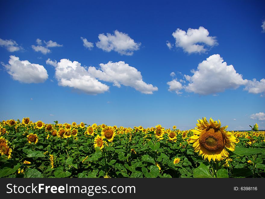 Sunflower field over cloudy blue sky