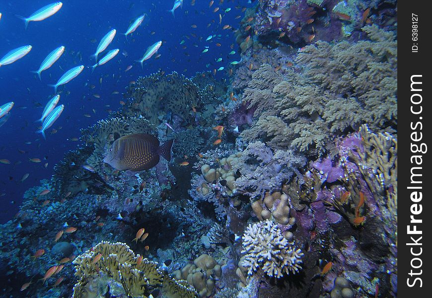 Coral scene in the red sea