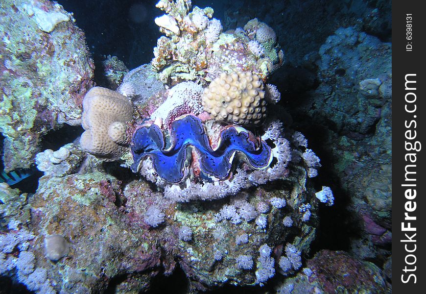 Coral scene in the red sea