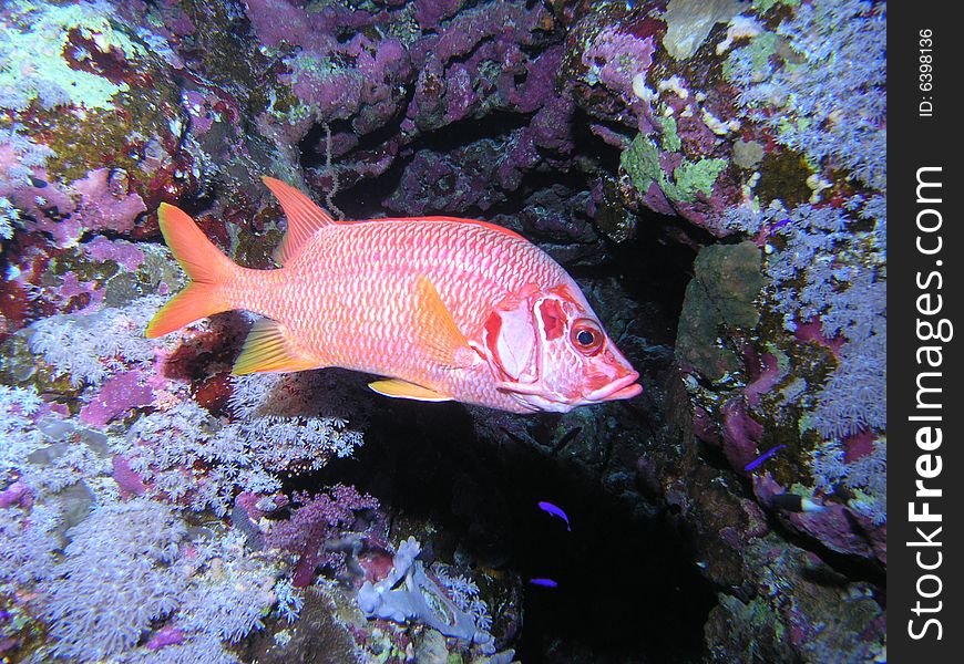 Soldatenfish in the red sea