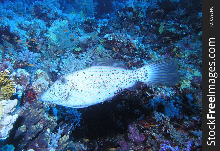 Coral scene in the red sea