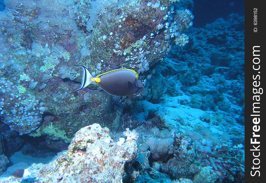 Surgeonfish in the red sea