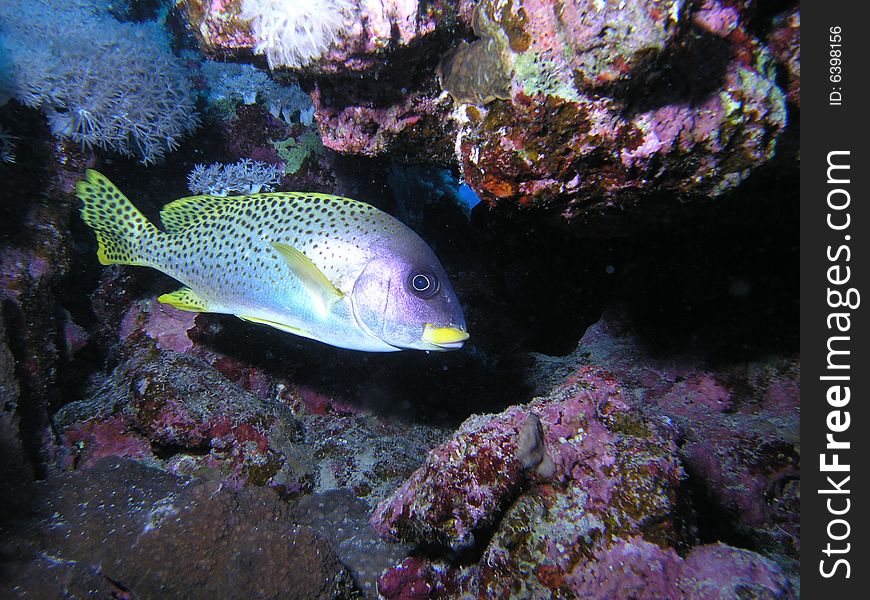 Blackspotted Grunt  in the red sea