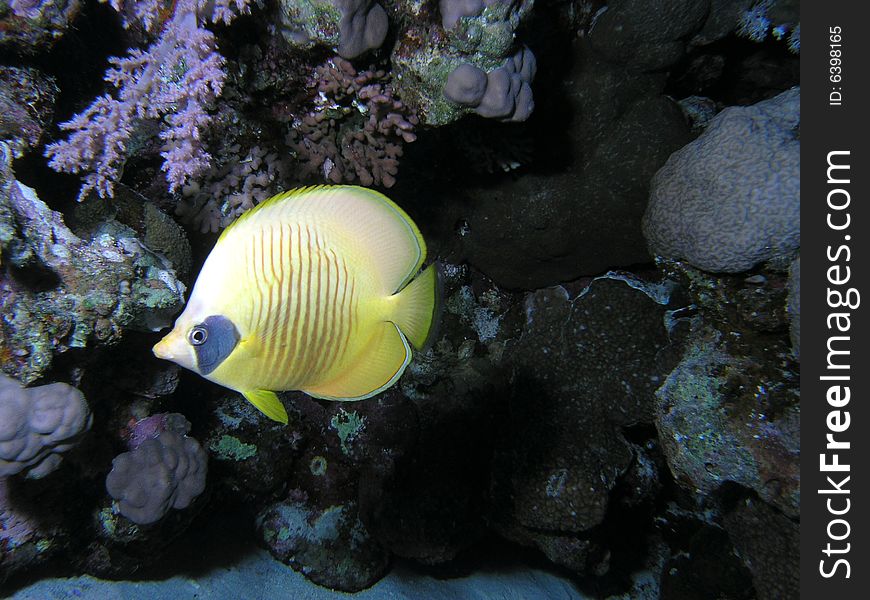 Masked butterfly Fish  Grunt  in the red sea